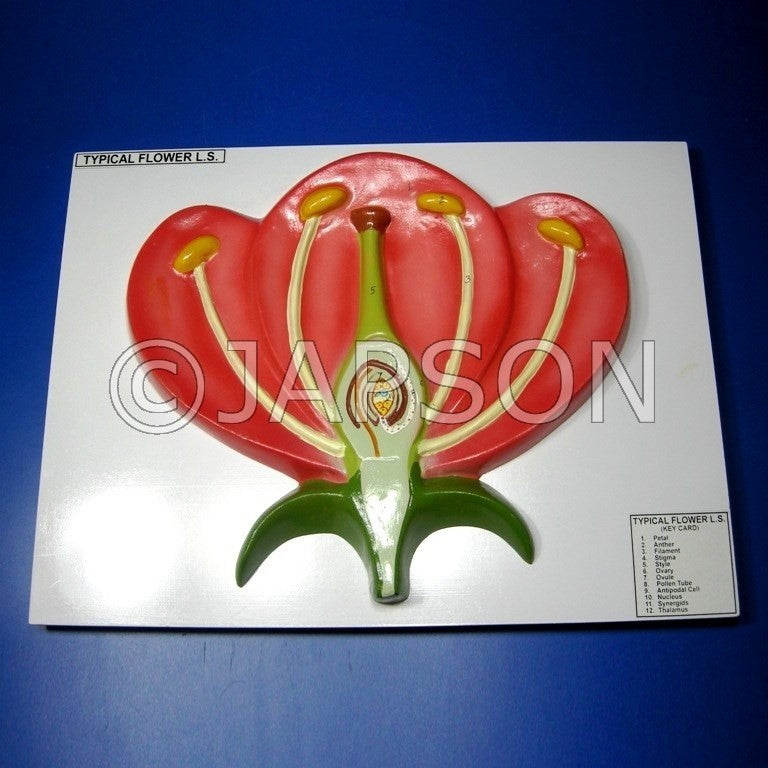 Model, L. S. Flower Model, L. S. Flower